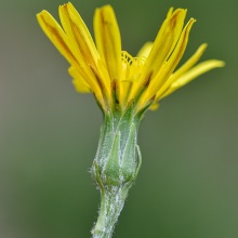Козелець приземкуватий або низький (Scorzonera humilis)