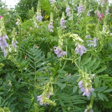 Козлятник лікарський (Galega officinalis)