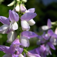 Козлятник лікарський (Galega officinalis)