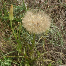 Козлобородник луговий (Tragopogon pratensis)