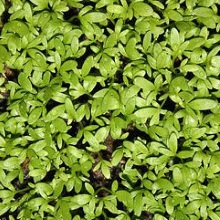 Крес-салат посівний (Lepidium sativum)