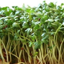 Крес-салат посівний (Lepidium sativum)