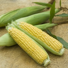Кукурудза звичайна або маїс (Zea mays)
