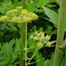 Любисток лікарський (Levisticum officinalis)