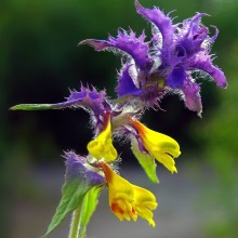 Мар'янник дібровний (Melampyrum nemorosum)