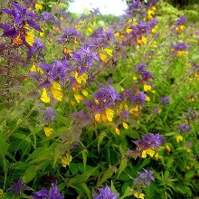 Мар'янник дібровний (Melampyrum nemorosum)