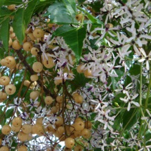 Мелія азедарах (Melia azedarach)