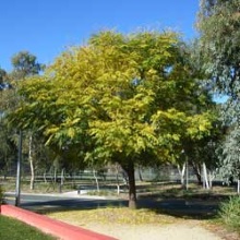 Мелія азедарах (Melia azedarach)