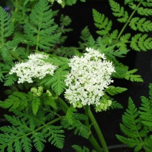 Мірріс запашний або Кервель іспанський (Myrrhis odorata)