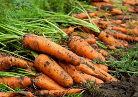 Корисні властивості і склад моркви