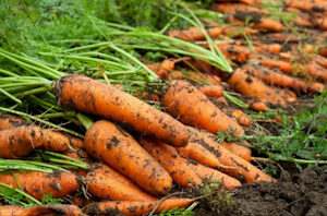 Корисні властивості і склад моркви