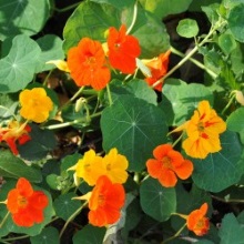 Настурція велика або Капуцин великий (Tropaeolum majus)