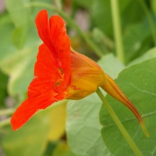 Настурція велика або Капуцин великий (Tropaeolum majus)