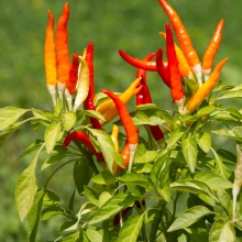 Перець однорічний або стручковий (Capsicum annuum)