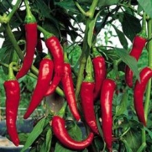 Перець однорічний або стручковий (Capsicum annuum)