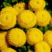 Піжма бальзамічна (Tanacetum balsamita)