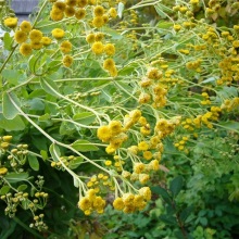 Піжма бальзамічна (Tanacetum balsamita)