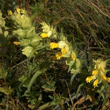 Брязкальце звичайне (Rhinanthus minor)
