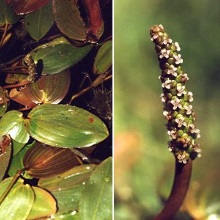 Рдест плаваючий (Potamogeton natans)