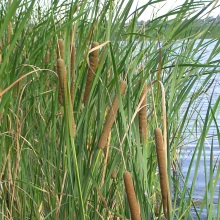 Рогіз вузьколистий (Typha angustifolia)