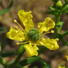 Рута запашна або пахуча (Ruta graveolens)