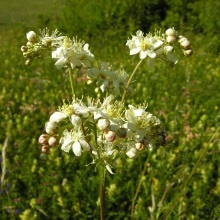 Таволга звичайна (Filipendula vulgaris; Filipendula hexapetala)