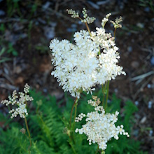 Таволга звичайна (Filipendula vulgaris; Filipendula hexapetala)