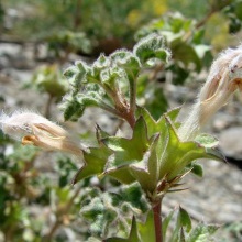 Зайцегуб п'янкий (Lagochilus inebrians)