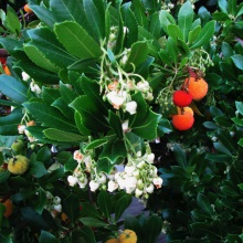 Суничне дерево (Arbutus)