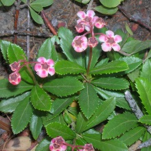 Зимолюбка зонтична (Chimaphila umbellata)