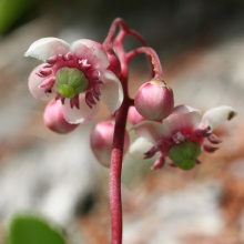 Зимолюбка зонтична (Chimaphila umbellata)
