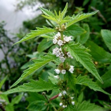Зюзник європейський (Lycopus europaeus)