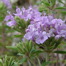 Зизифора головчаста (Ziziphora capitata)