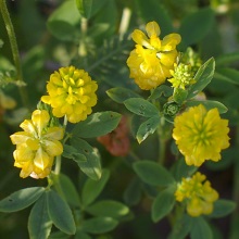 Конюшина золотиста (Trifolium strepens)