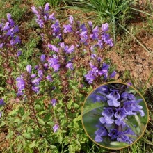 Змієголовник молдавський (Dracocephalum moldavica)