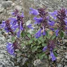 Змієголовник поникаючий (Dracocephalum nutans)