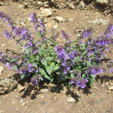 Змієголовник поникаючий (Dracocephalum nutans)