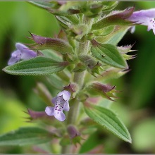 Змієголовник чебрецьковий (Dracocephalum thymiflorum)