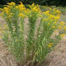 Золотарник канадський (Solidago canadensis)
