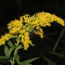 Золотарник канадський (Solidago canadensis)