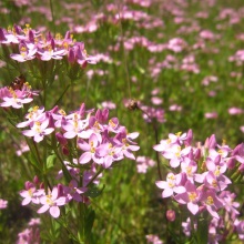 Золототисячник зонтичний (Centaurium umbellatum)