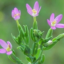 Золототисячник гарний (Centaurium pulchellum)