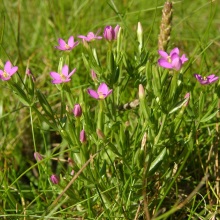 Золототисячник гарний (Centaurium pulchellum)