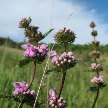 Зопник бульбоносний (Phlomis tuberosa)
