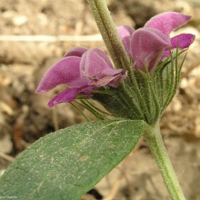 Зопник колючий (Phlomis pungens)