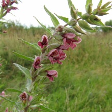 Зубчатка пізня (Odontites serotina; Odontites vulgaris)