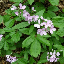Зуб'янка бульбоносна (Dentaria bulbifera)
