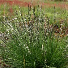 Зубрівка запашна (Hierochloe odorata)