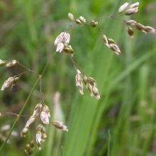 Зубрівка запашна (Hierochloe odorata)