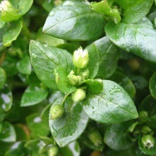 Зірчатка середня (Stellaria media)